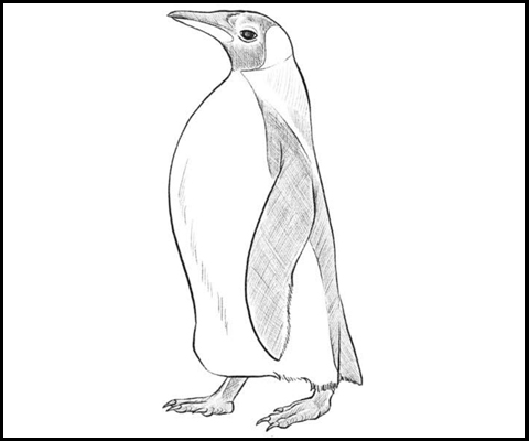 Pinguino dibujo facil