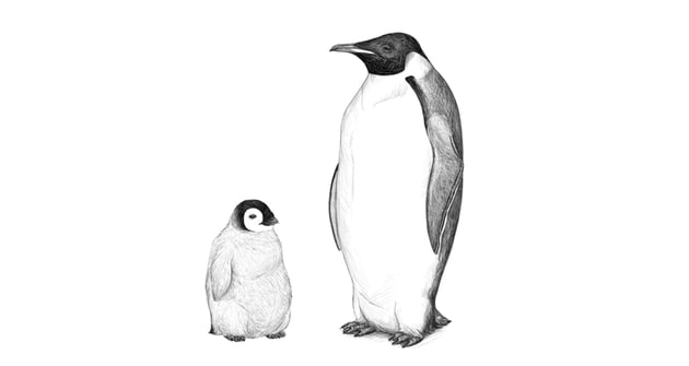 How to draw a penguin envato tuts
