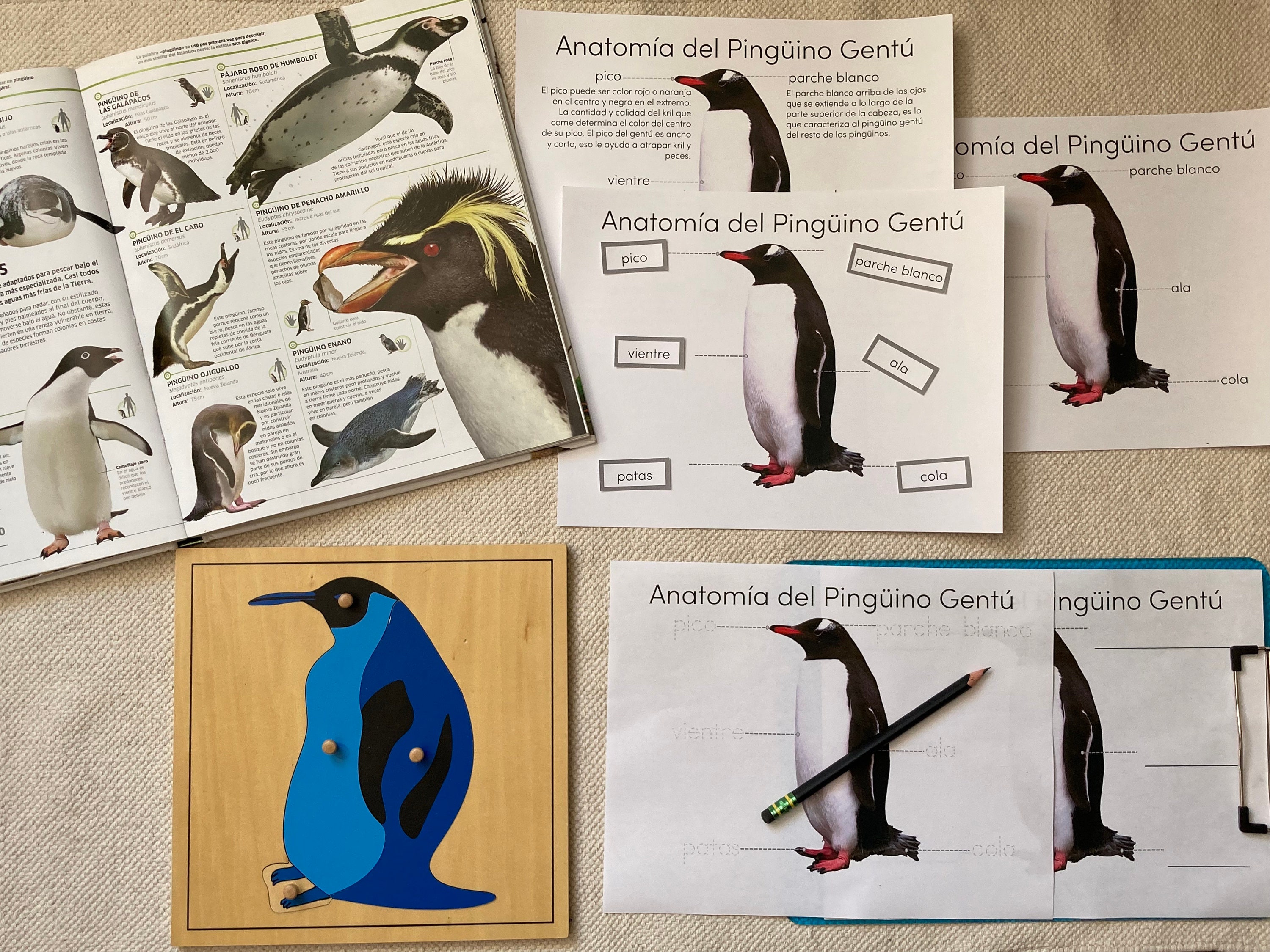 Gentoo penguin anatomy poster spanish
