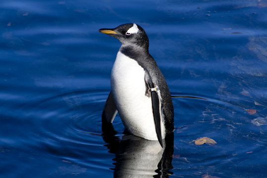 Pinguino images â browse photos vectors and video