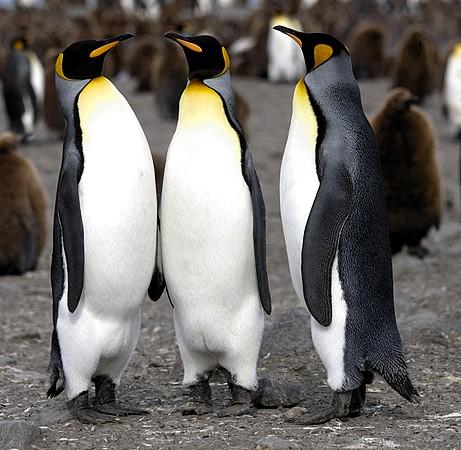 Pinguino aptenodytes forsteri aptenodytes patagonica