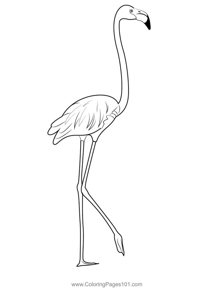 Pink flamingo standing coloring page flamingo coloring page coloring pages pink flamingos