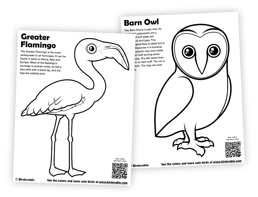 Flamingo and barn owl coloring pages