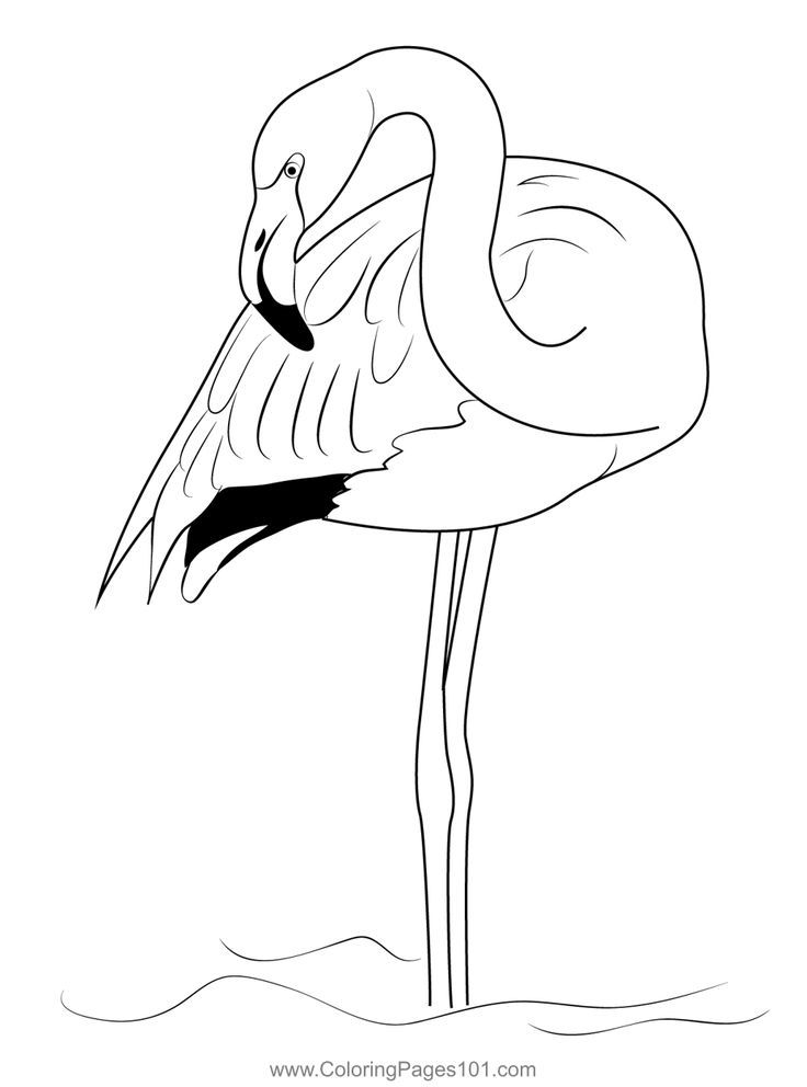 Pk flamgo birds colorg page pk flamgos birds bird colorg pages flamgo colorg page