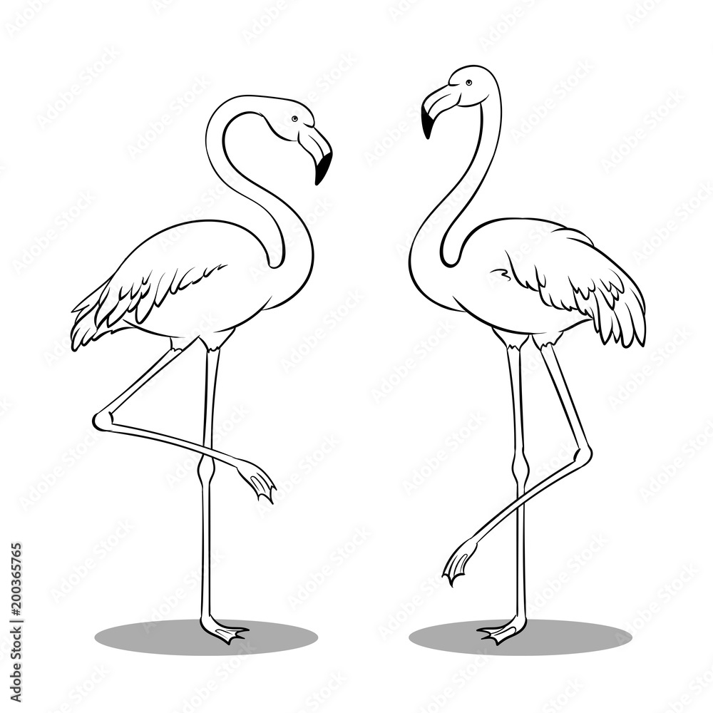 Pink flamingo bird coloring book vector vector