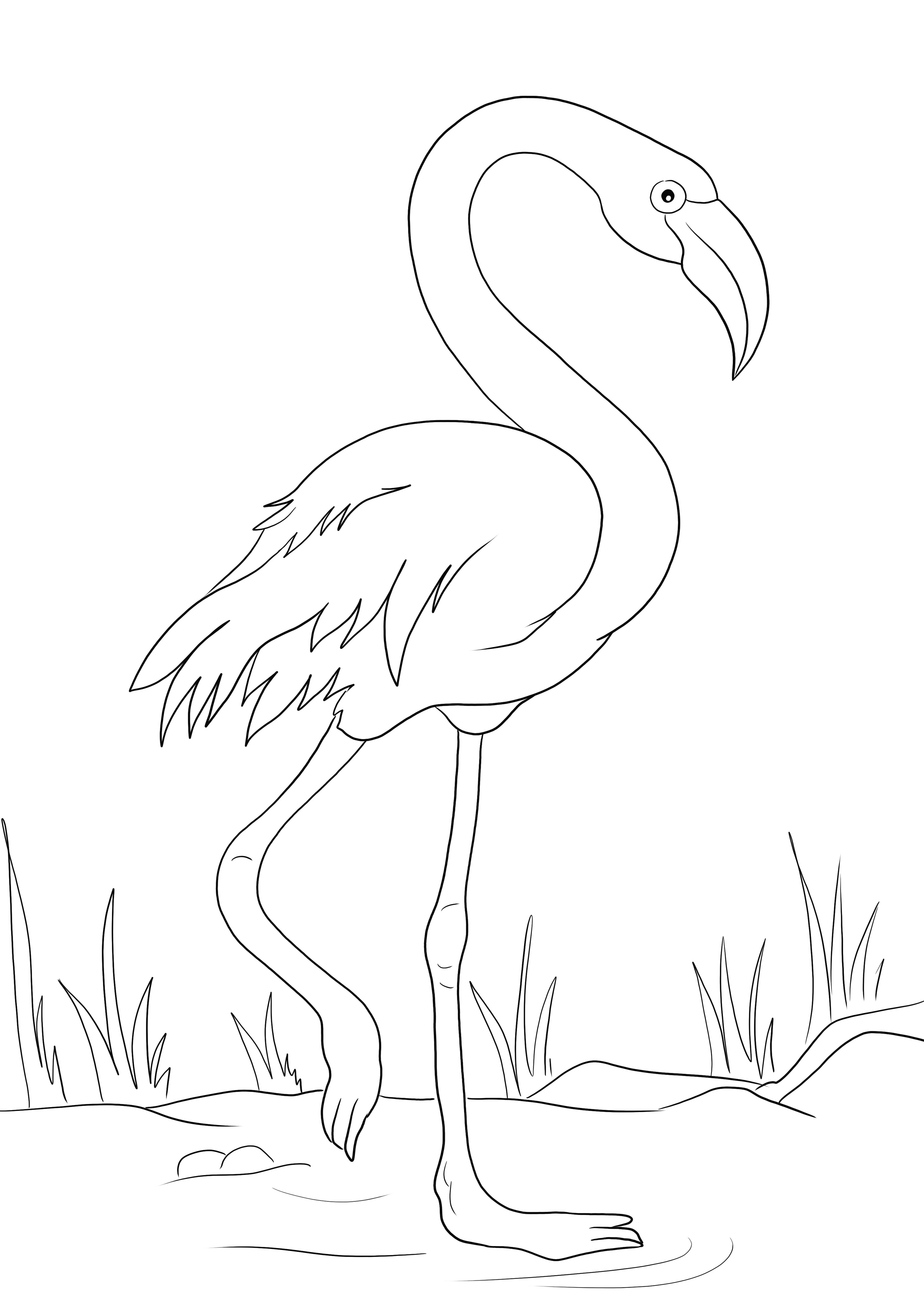 Pink flamingo coloring sheet free to download or print