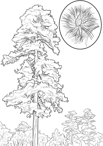Red pine tree coloring page free printable coloring pages