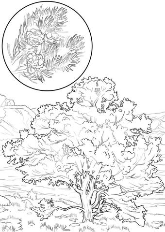 Pinon pine coloring page free printable coloring pages tree coloring page coloring pages free printable coloring pages