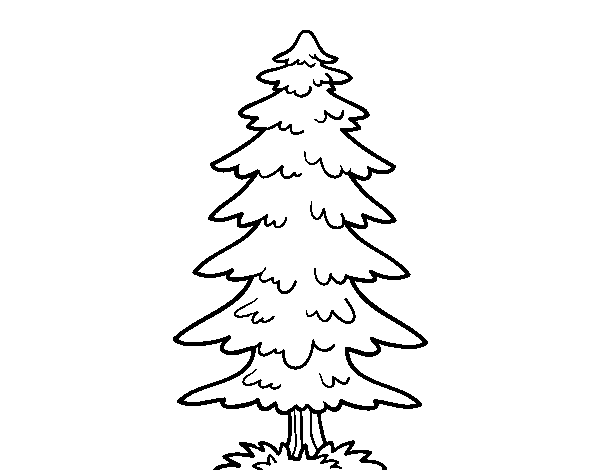 A fir coloring page