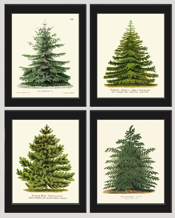 Christmas tree pine print set of botanical antique nordmann caucasian fir scotch pine norway spruce japanese larch home wall art decor