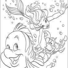 The dolphin coloring pages