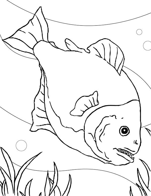 Special fish tank for piranha coloring page