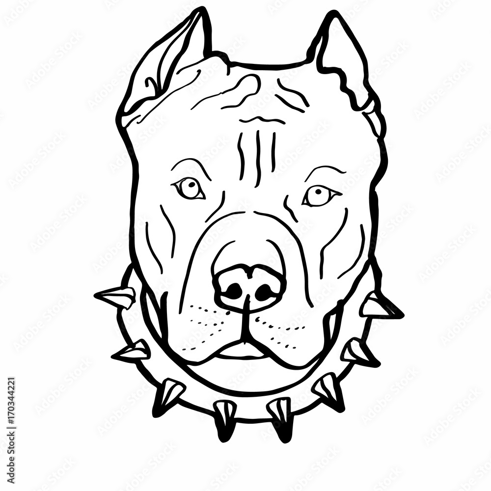 Pitbull colouring illustration