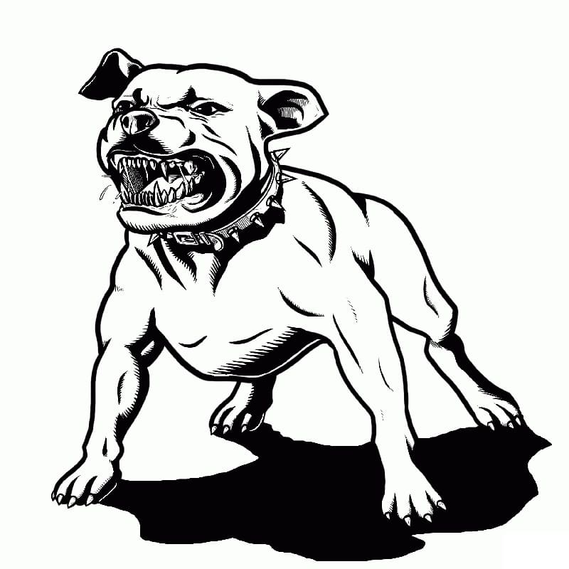 Dangerous pitbull coloring page