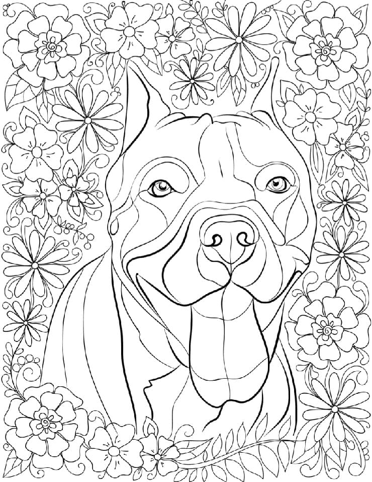 Pitbull coloring pages printable for free download
