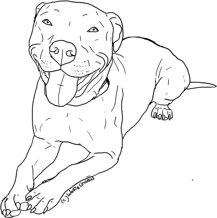 Find hd free pitbull clipart coloring page pencil and in color