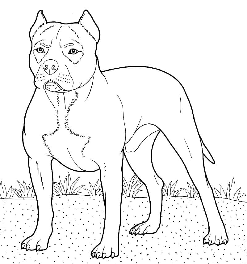 Pitbull coloring pages printable for free download
