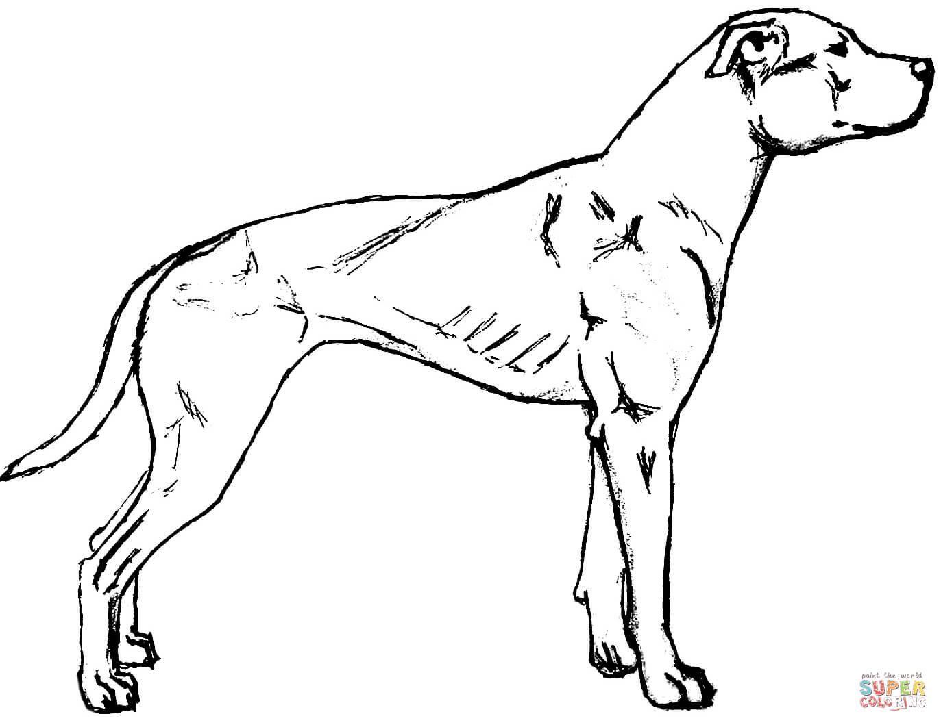 American pit bull terrier dog coloring page free printable coloring pages