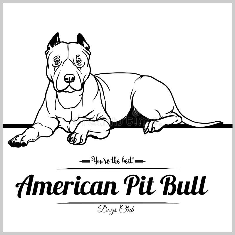 American pit bull dog