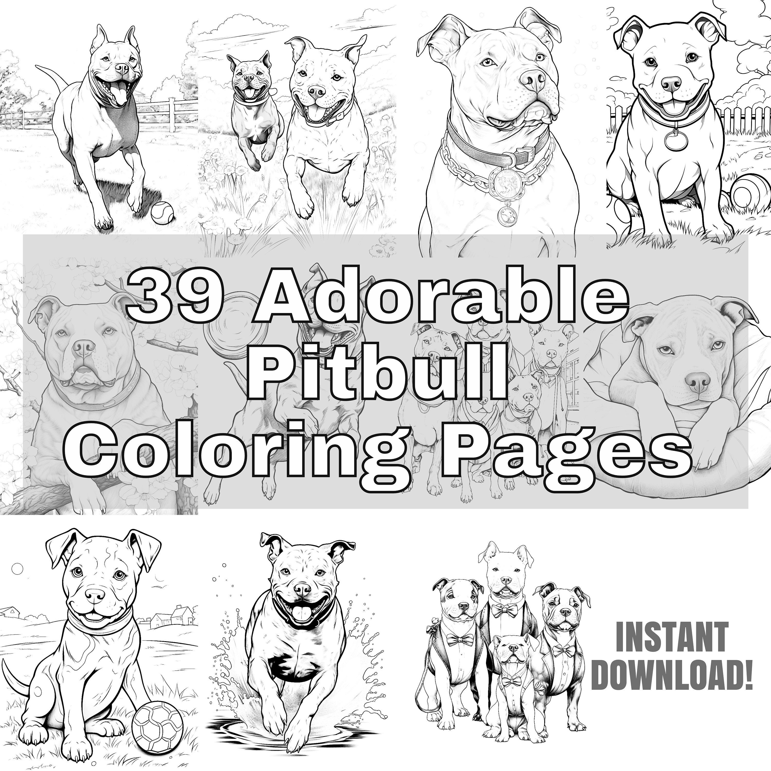 Pitbull coloring