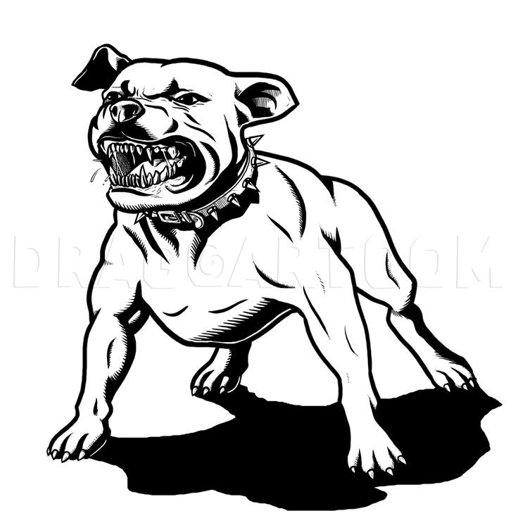 How to draw a pitbull dog coloring page trace drawing pitbull art dog sketch dog coloring page