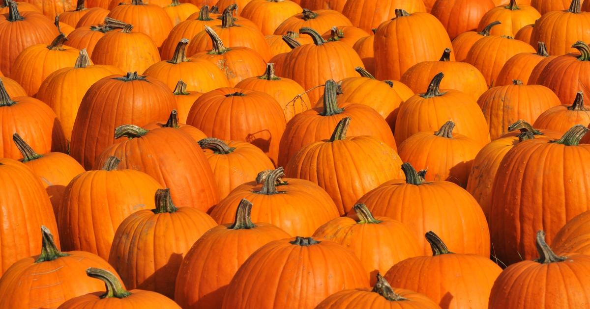 Pumpkin possibilities carving out all the ways you can use this years pumpkin