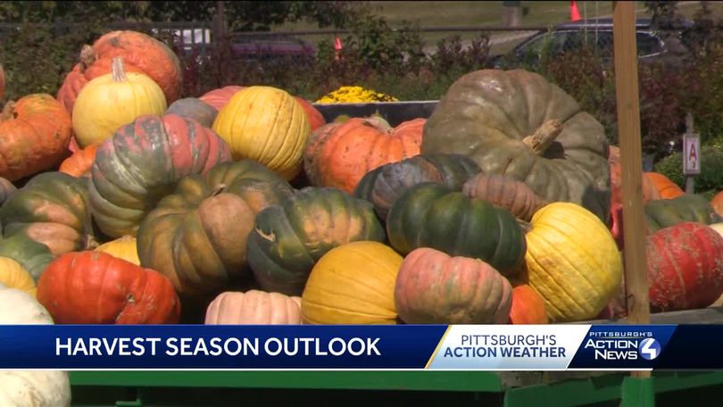 The best time to buy apples and pumpkins this fall