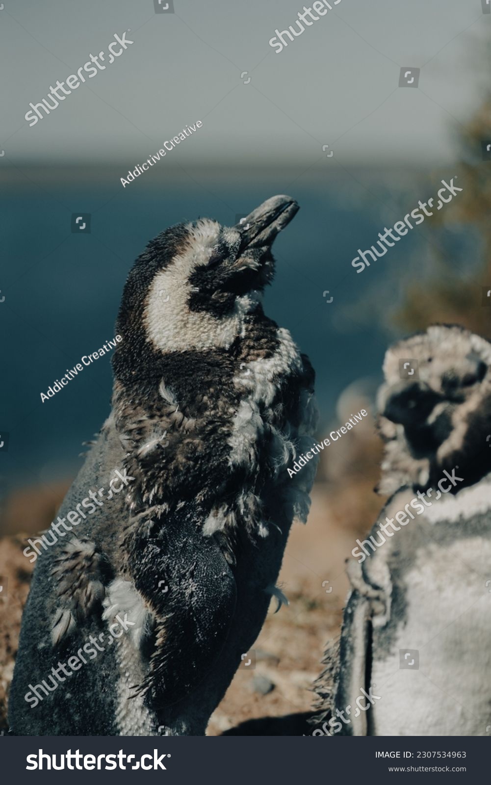 Penguin background images stock photos d objects vectors