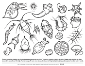 Plankton coloring page ask a biologist