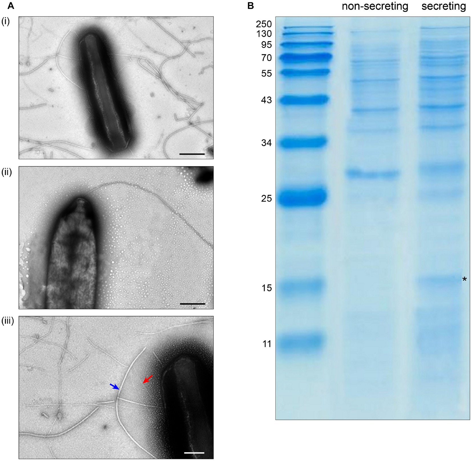 Frontiers repertoire and abundance of secreted virulence factors shape the pathogenic capacity of pseudomonas syringae pv aptata