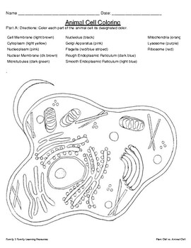 Plant vs animal cell coloring and test your knowledge worksheet