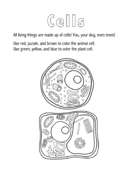 Plant and animal cells coloring sheet by kylie mathis tpt