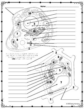 Plant animal cell organelles science color by number or quiz tpt