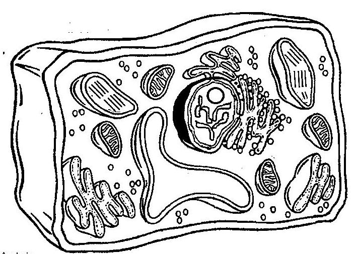 Animal and plant cells sunesis science