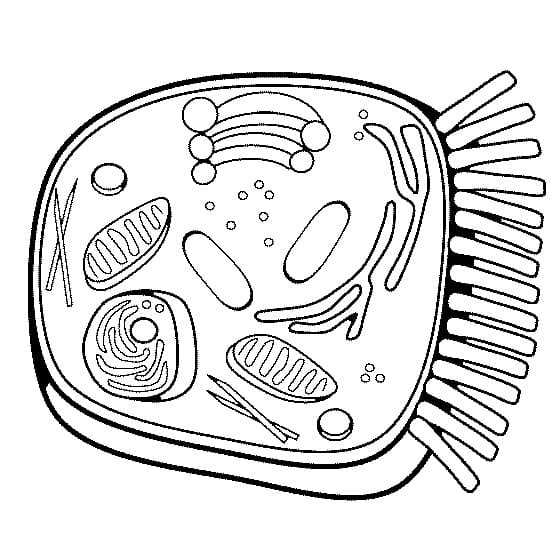 Animal cell image coloring page