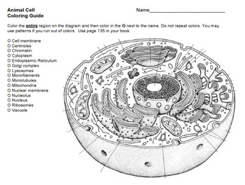 Animal and plant cell coloring guide by clara jastram tpt