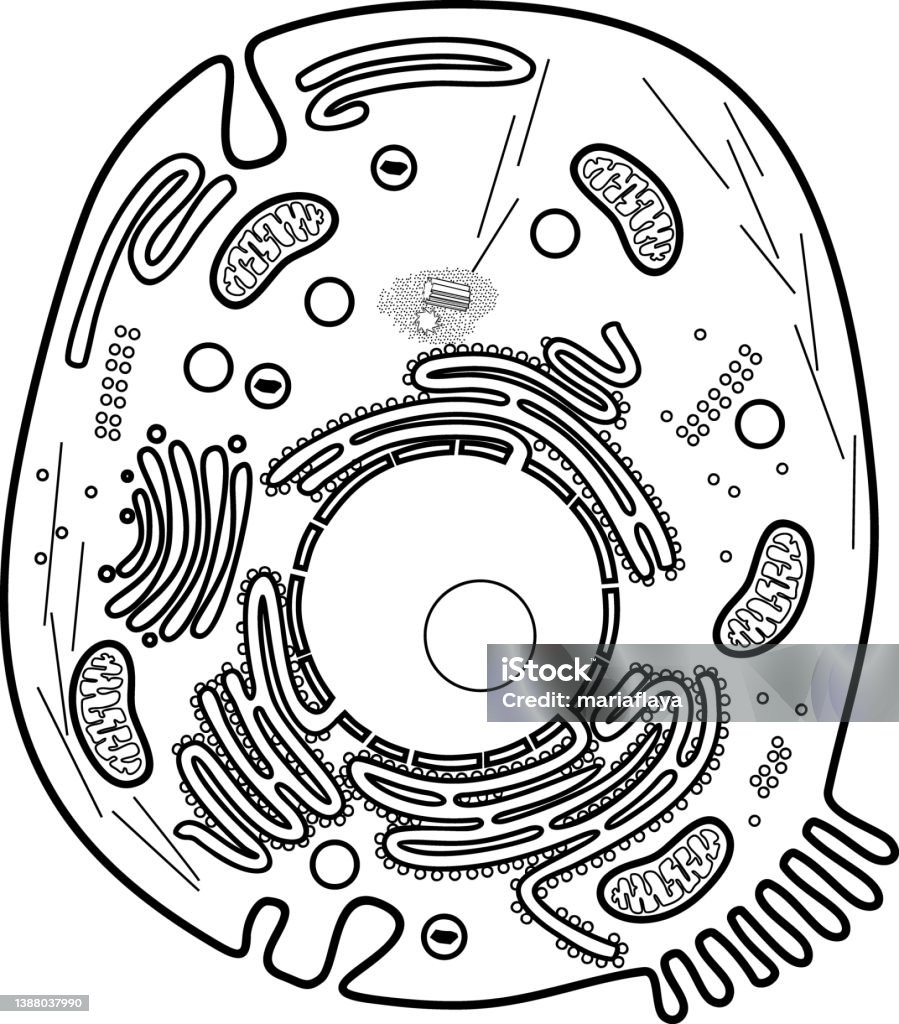 Coloring page with animal cell structure educational material for biology lesson stock illustration