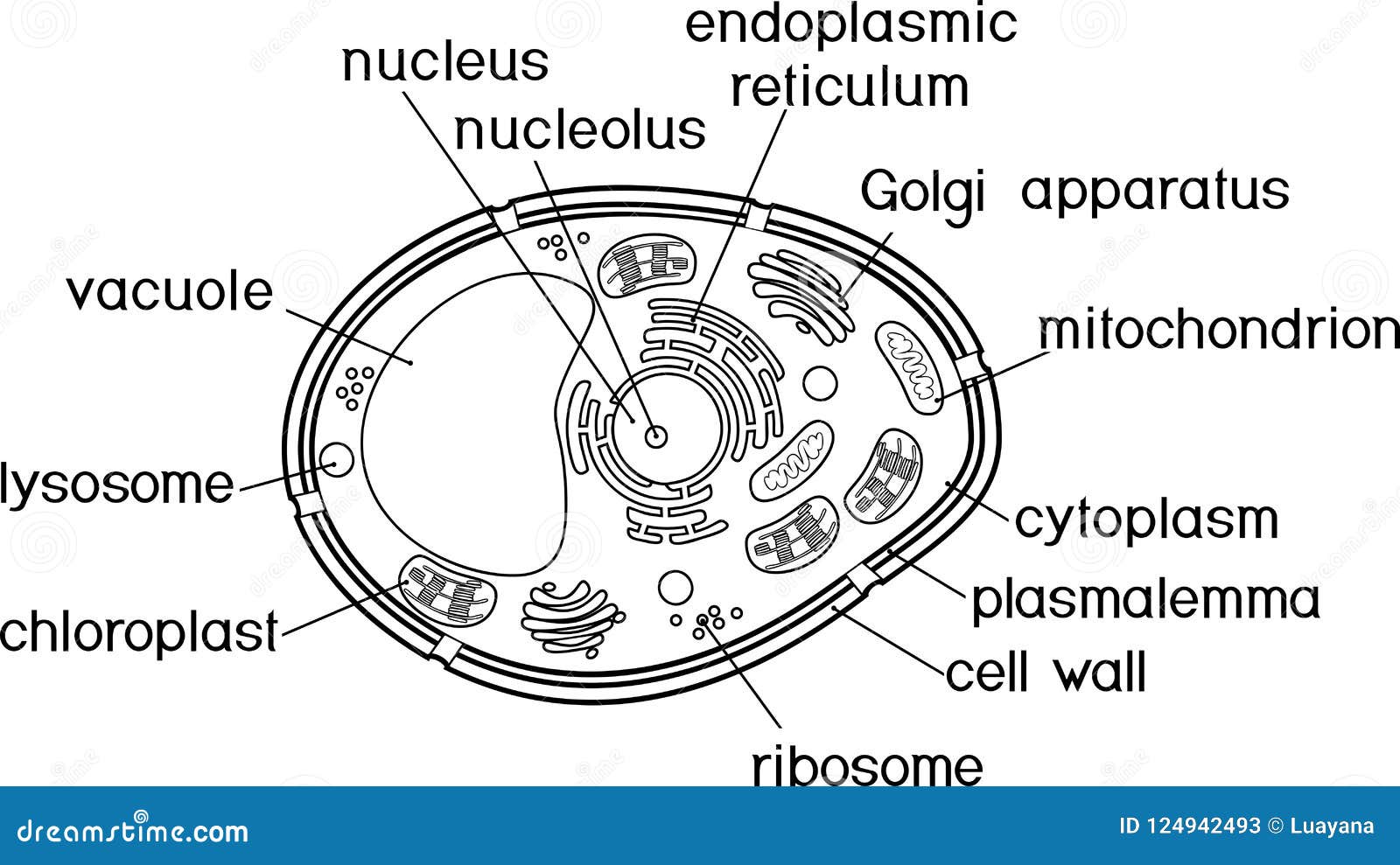 Plant cell coloring stock illustrations â plant cell coloring stock illustrations vectors clipart