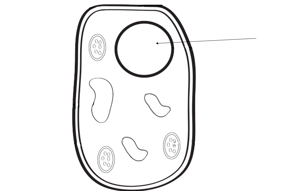 Plant and animal cells
