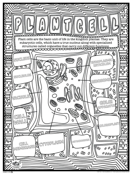 Plant cells spunky science personalized giant coloring poster x â debbie lynn
