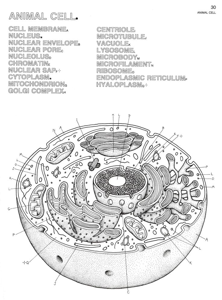 Awesome cell organelle coloring sheets plant cell diagram animal cells worksheet cells worksheet