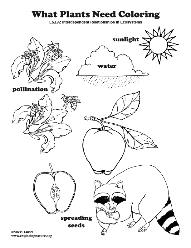 What plants need coloring page