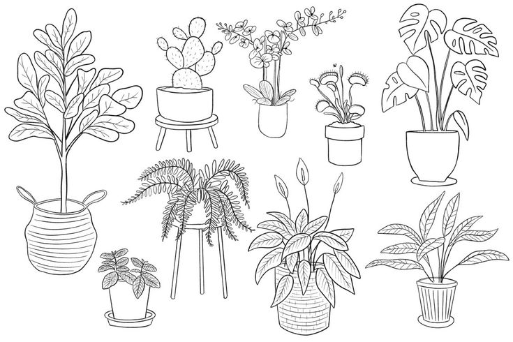 Download apartment therapys free coloring pages and feel the calm flower drawing plant drawing coloring pages