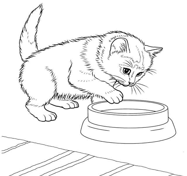 Coloring pages cat coloring page