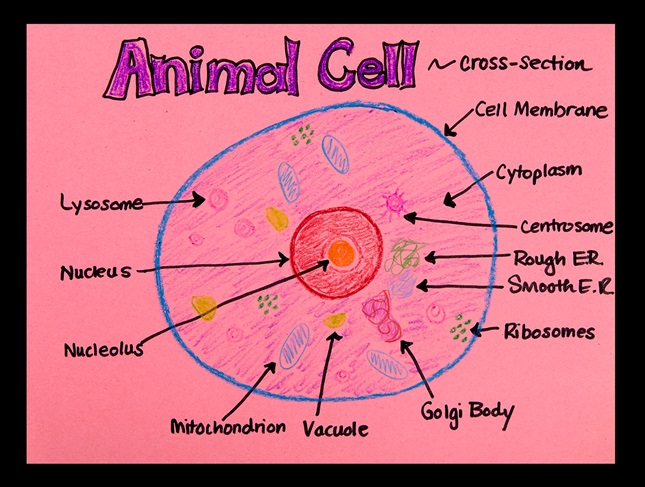 Animal cell anatomy
