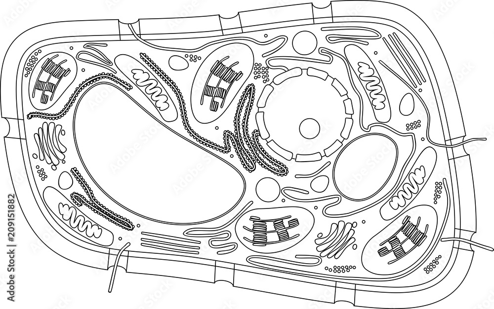 Coloring page structure of plant cell vector