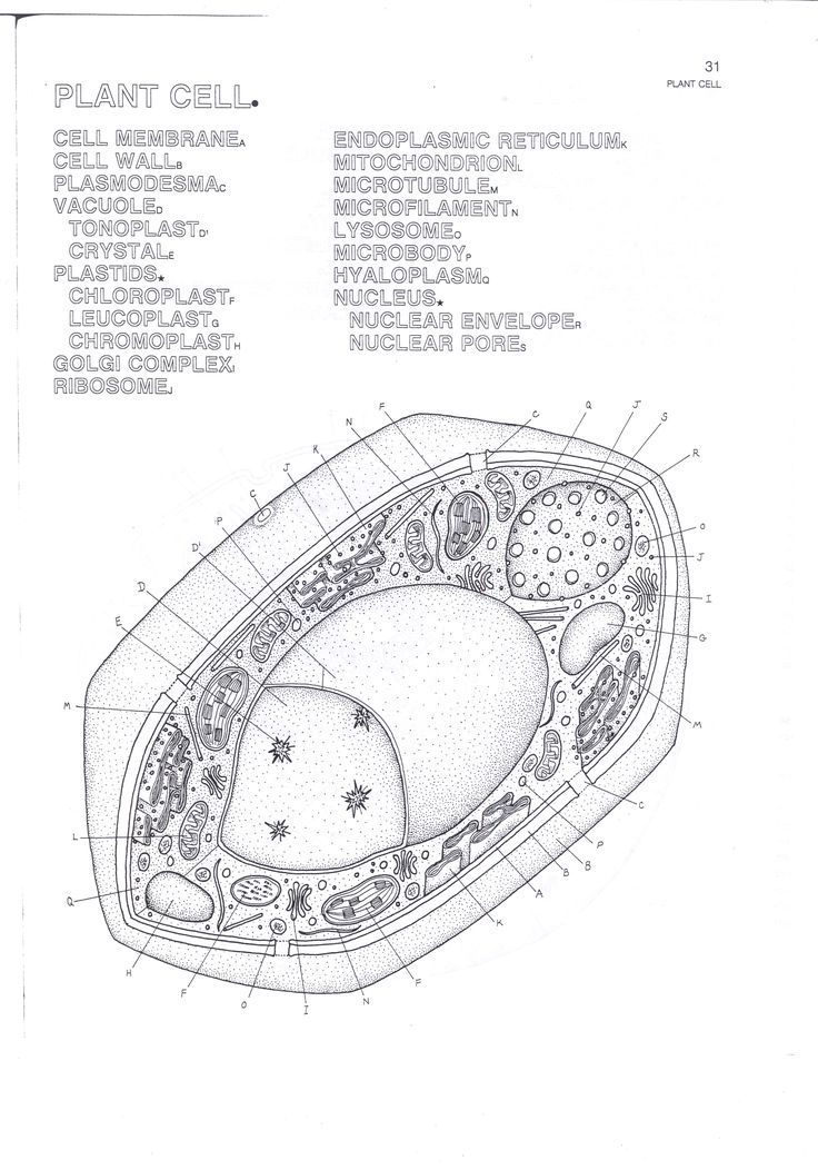 Plant cells quiz