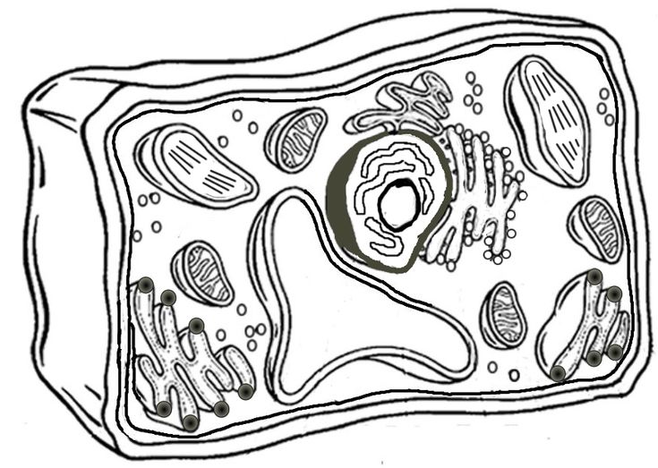 Plant cell coloring cãlula animal cãlula vegetal ciãªncias biolãgicas