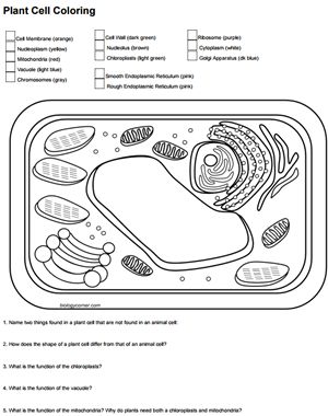 Color a typical plant cell plant cell typical plant cell coloring pages