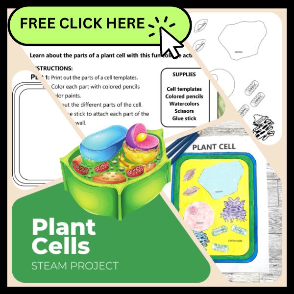 Plant cell coloring activity